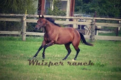 Quarter horse klisna